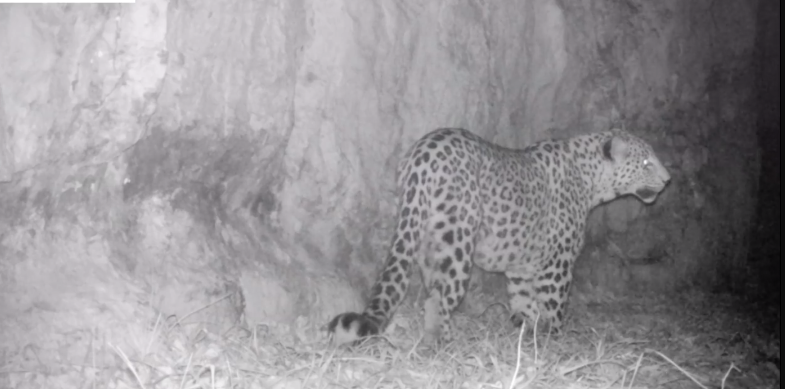 50 տարվա դադարից հետո ընձառյուծը վերադարձել է Տավուշի մարզ (տեսանյութ)